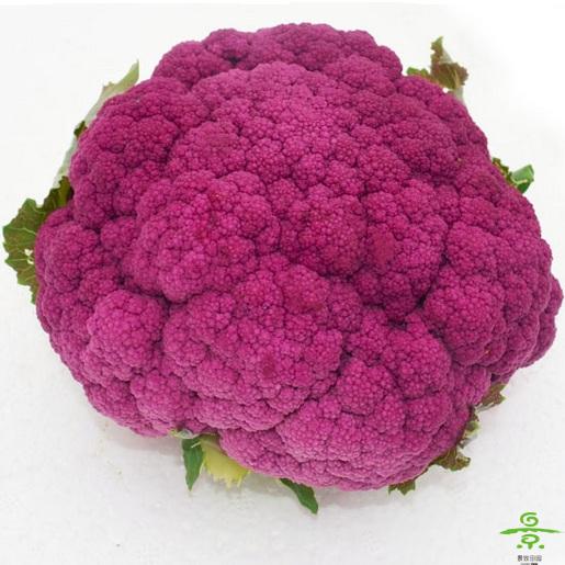 花菜（紫）