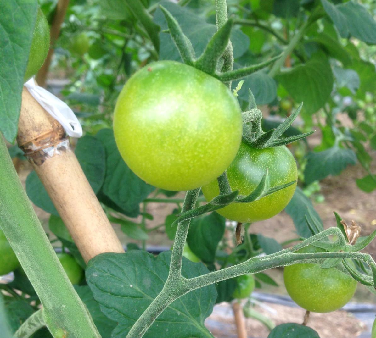 如何让绿番茄成熟:4个简单的步骤|园艺等 - beplay app 下载