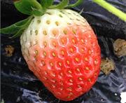 【景致新品】一个草莓的励志故事。