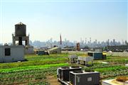 【有机时事】全球最大屋顶土培农场：布鲁克林农庄