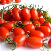 小红番茄 非转基因种子