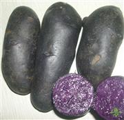 紫土豆（小）